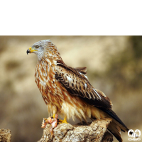 گونه کورکور حنایی Red Kite